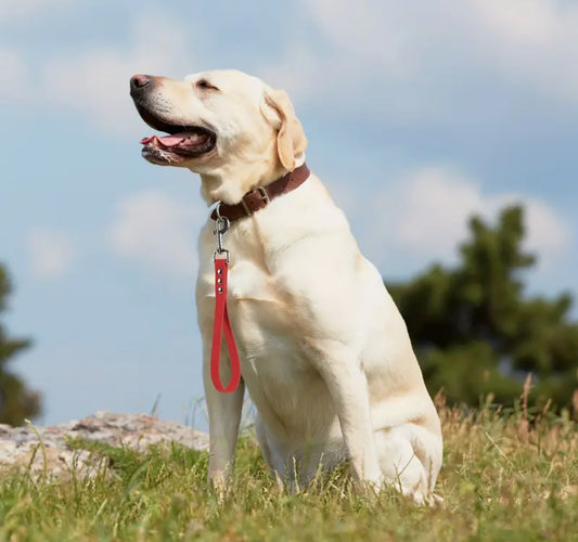 Hundsport Control handles