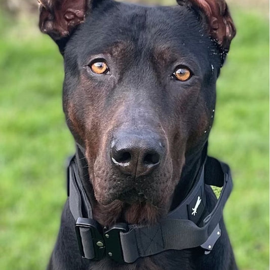 Hundsport Tactical Lead and Collar Set in Black