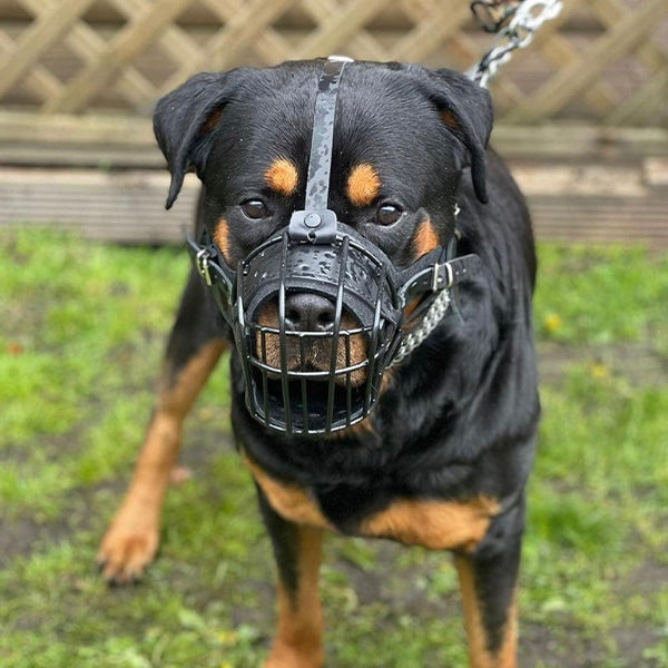 Quality Metal Wire Basket Muzzles