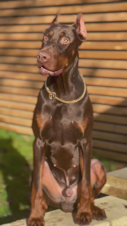 18k Gold Plated Cuban Link Dog Chain Collar – Stainless Steel, Heavy-Duty, Luxury Style